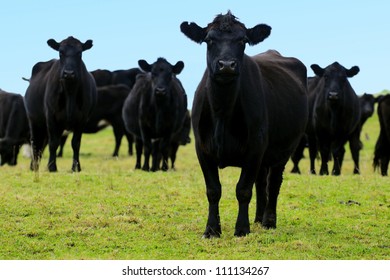 Large black steers bulls on a field of a beef farm in New Zealand looking at camera. No people. Copy space