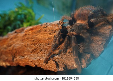 a large black tarantula spider sits on a rock behind glass in a terrarium. large-sized spiders at home . Brachypelma