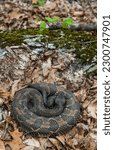 Large black timber rattlesnake found near its New York den site