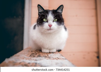 A large black and white cat with green eyes is sitting on the railing of the stairs at the entrance of the house and looks into the frame. Close-up. Background is blurred