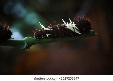 A large black and white caterpillar with red spikes on its head. The caterpillar is on a leaf - Powered by Shutterstock