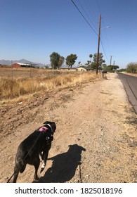 A Large Black And White Dog On A Walk Around The Neighborhood 5852