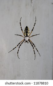 A Large Black And Yellow Garden Spider