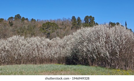 Large Blackthorn Hedge In Full Blooming 