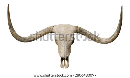 Large bleached longhorn steer skull with long curved horns