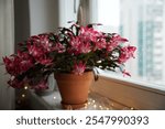 A large blooming Christmas cactus in a clay pot. The Latin name is Schlumberger. 