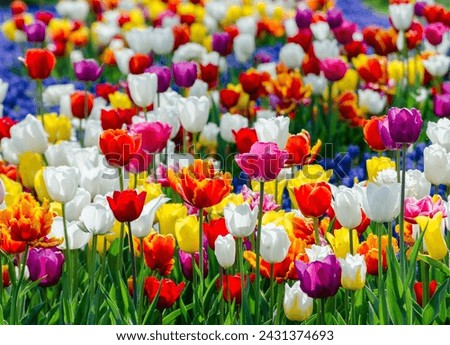 large blooming flower bed with motley multicolored hybrid tulips