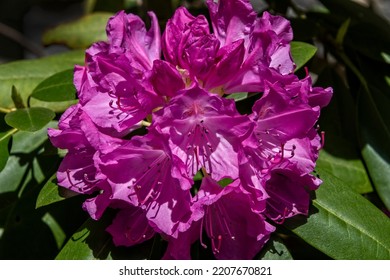 Large blooming pink Rhodendron flower in the mountains of North Carolina - Shutterstock ID 2207670821