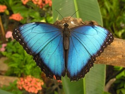 Large Blue Butterfly (Morpho) Sitting On A Root.