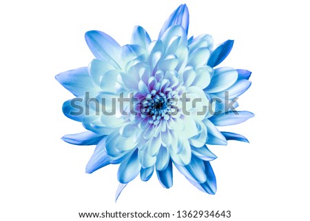 large blue chrysanthemum on a white background close-up