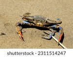 A large blue crab, Callinectes sapidus, with big claws sits on sand near sea. Crab fishing, gourmet seafood delicacy, delicious sea food in Turkey