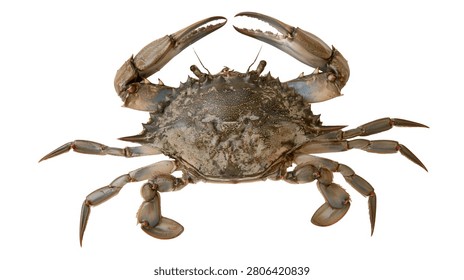 Large blue crab with sharp claws and textured shell