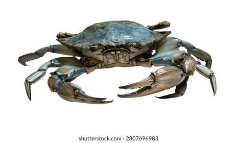 Large blue crab with sharp claws and textured shell