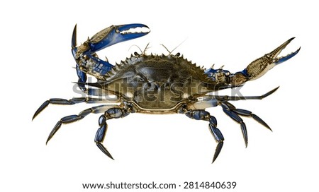 Large blue crab with sharp claws and textured shell