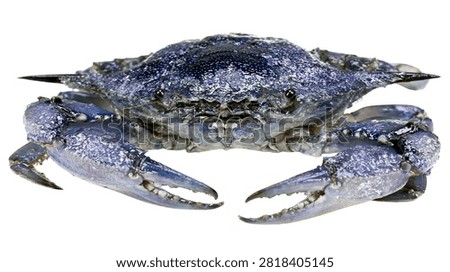 Large blue crab with sharp claws and textured shell