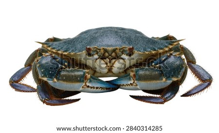 Large blue crab with sharp claws and textured shell