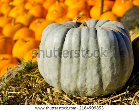 a large Blue Doll pumpkin lies on the hay against a background of small orange pumpkins