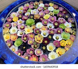 Large Blue Glaze Pot Full Of Floating Hellebore Flowers