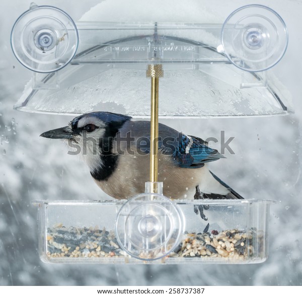 Large Blue Jay Bird Window Attached Stock Photo Edit Now 258737387