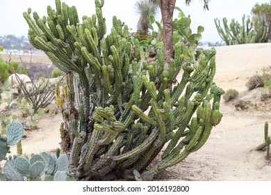 A Large Blue Myrtle Cactus In A Sandy Desert Garden