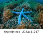 A large blue sea star, Linkia lavigata, is found on the seafloor in Lembeh Strait, Indonesia. 