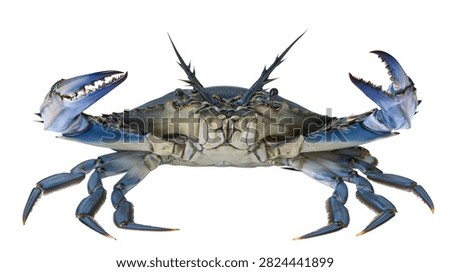 Large blue swimmer crab with sharp claws and spiky antennae