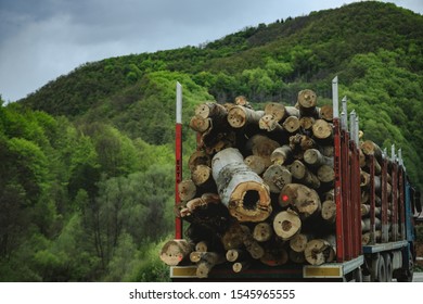 A Large Blue Truck Full Of Trees Passing Through A Green Forest. Above You Can See Gray, Gloomy Clouds