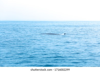 A Large Blue Whale Swims In The Indian Ocean, Appearing Above The Water On Sri Lanka