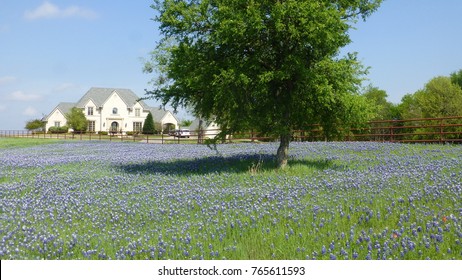 Large bluebonnet flower field with a country house in the back ground near Ennis, Texas.