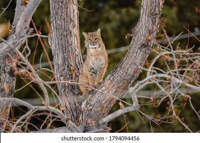 Large Bobcat High Up In Cottonwood Tree Looking For Dinner