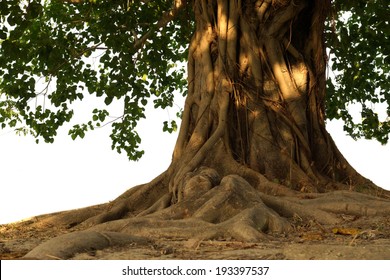 Large Bodhi Tree