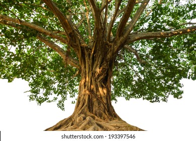 Large Bodhi Tree