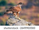 A large Bonelli
