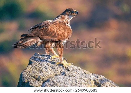 A large Bonelli's eagle perched and keeping watch on a mountain rock
