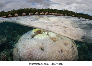 A large boulder coral has begun to bleach on a coral reef in Raja Ampat, Indonesia. This tropical region is part of the Coral Triangle and is known for its high marine biodiversity.
