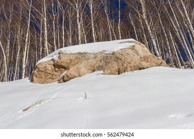 Large boulder on the background of birch trees