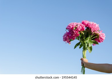 large bouquet of pink peonies woman hands on a blue sky background 