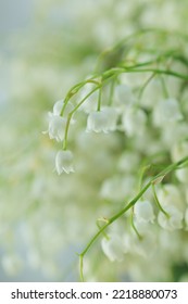 Large Bouquet Of White Lilies Of The Valley