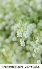 Large Bouquet Of White Lilies Of The Valley