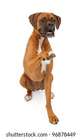 A Large Boxer Breed Dog Against A White Background Extending His Paw To Shake Hands