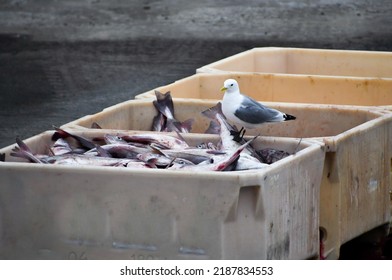 Large boxes filled with large fish caught by a fishing vessel just returned to port with a seagull ready to eat - Shutterstock ID 2187834553