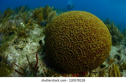 Large Brain Coral with Scuba Diver in Background
