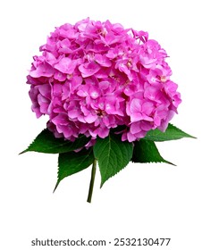 Grande rama hortensia color