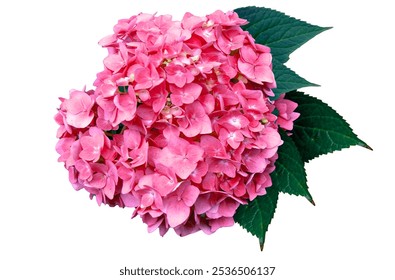 Grande rama hortensia color