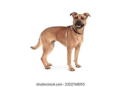 large breed of brown dog stands on a white background and smiles. - Shutterstock ID 2322768055