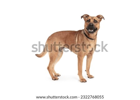 large breed of brown dog stands on a white background and smiles.