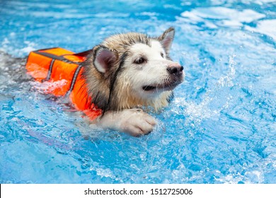 A Large Breed Of Dog, Alaskan Malamute Wearing A Life Jacket Is Swimming In The Pool. Water Therapy For Pets Recovering From Surgery, Arthritis Issues, And Dogs With Most Types Of Paralysis.