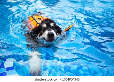 A Large Breed Of Dog, Alaskan Malamute Wearing A Life Jacket Is Swimming In The Pool. Water Therapy For Pets Recovering From Surgery, Arthritis Issues, And Dogs With Most Types Of Paralysis.