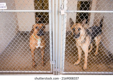 Large Breed German Shepherd Malinois Ridgeback in Animal Shelter Kennel Cage Sad Lonely Scared Impounded 