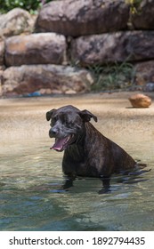 Large Breed, Happy Dog Cooling Down In A Swimming Pool